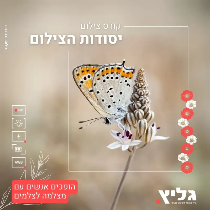 גליץ קידום אלוש 1
