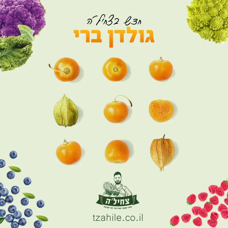 צחילה קידום אלוש