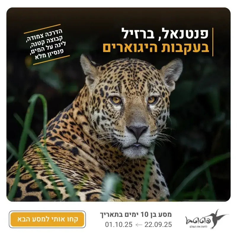 ברזיל קידום אלוש