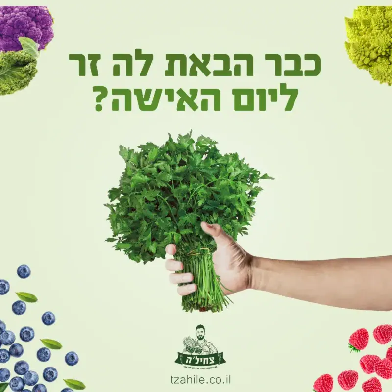 עיצוב ללא שם_optimized