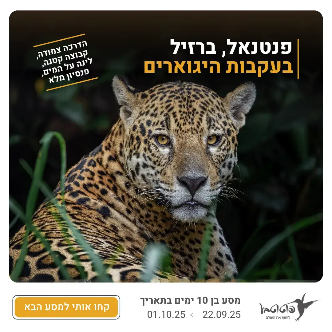 ברזיל קידום אלוש