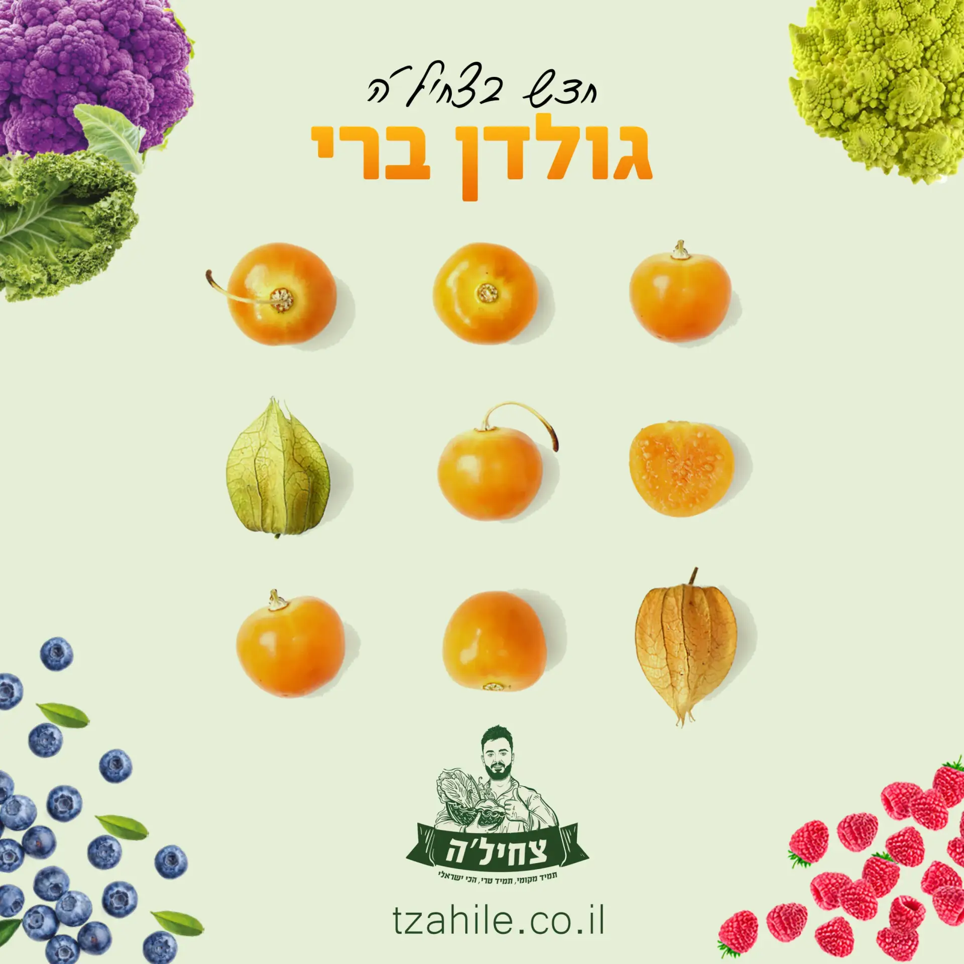 צחילה קידום אלוש